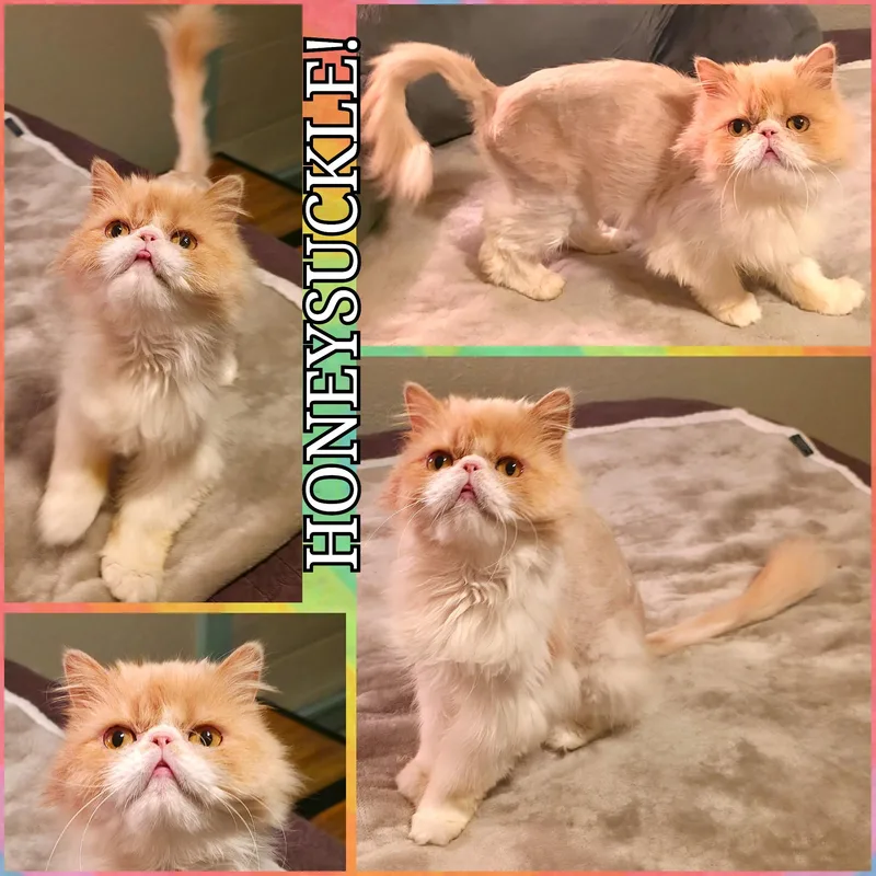 Honeysuckle thumbnail 4