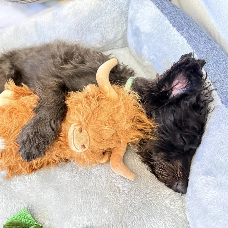 Fuzzball thumbnail 2