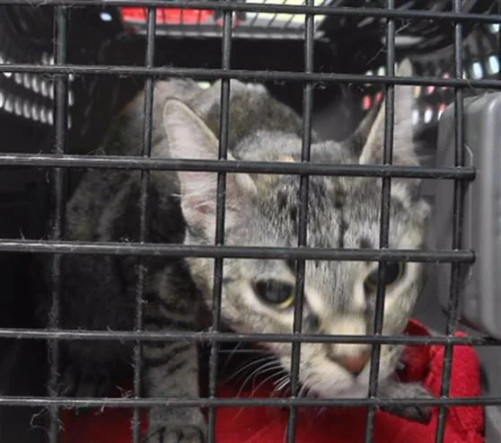 A young medium-sized female Domestic Short Hair cat named Biscuit for adoption in Omaha, NE