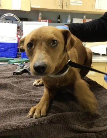 An adult small-sized female Chihuahua dog named Kiki for adoption in Riverside, CA