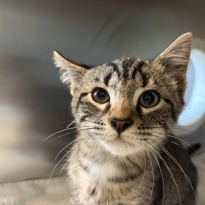 A baby small-sized male Gray / Blue / Silver Domestic Short Hair cat named Mop for adoption in Asheville, NC