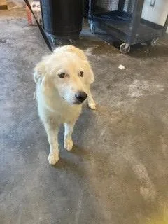 An adult medium-sized male Golden Retriever dog named Ghost for adoption in Baytown, TX