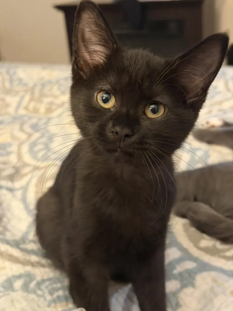 A baby medium-sized female Domestic Short Hair cat named Rudis for adoption in Hamilton, OH