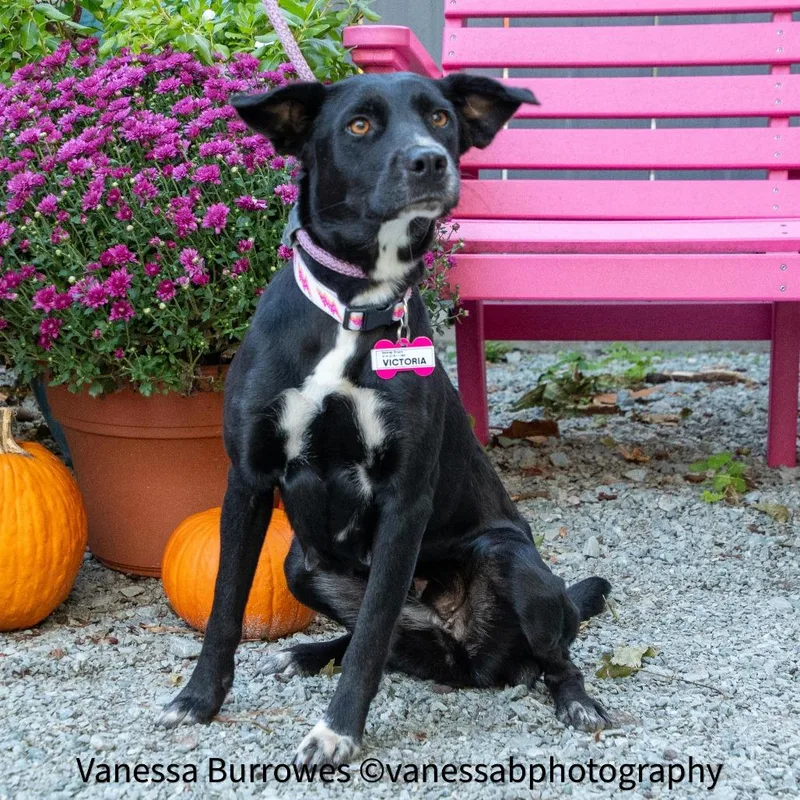 An adult medium-sized female Black Labrador Retriever dog named Victoria for adoption in Wake Forest, NC