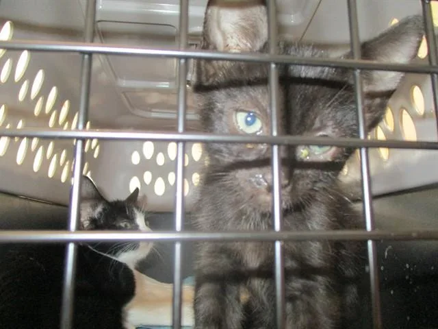 A baby small-sized male Domestic Short Hair cat named Nugget for adoption in Ocala, FL
