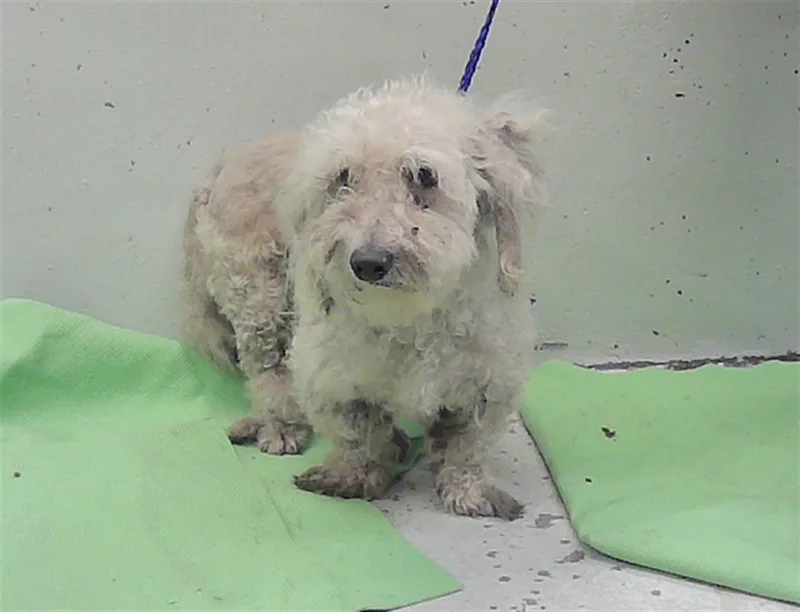 An adult small-sized male Poodle dog named White for adoption in Houston, TX