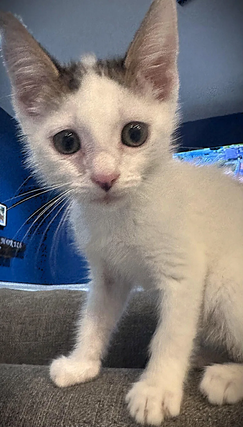 A baby medium-sized male Tabby cat named Michael for adoption in Fort Myers, FL