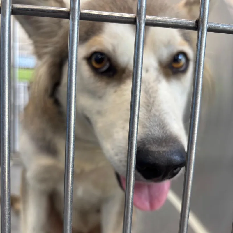 A young medium-sized female Husky dog named Hazel for adoption in Montgomery, AL