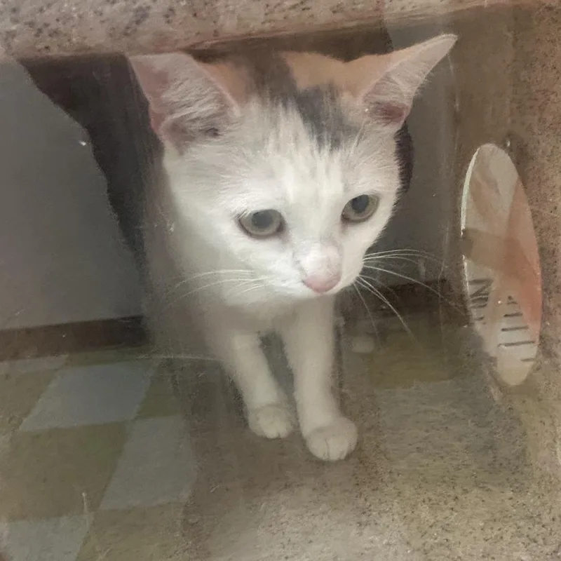 An adult medium-sized female White Domestic Short Hair cat named Nikka for adoption in Philadelphia, PA