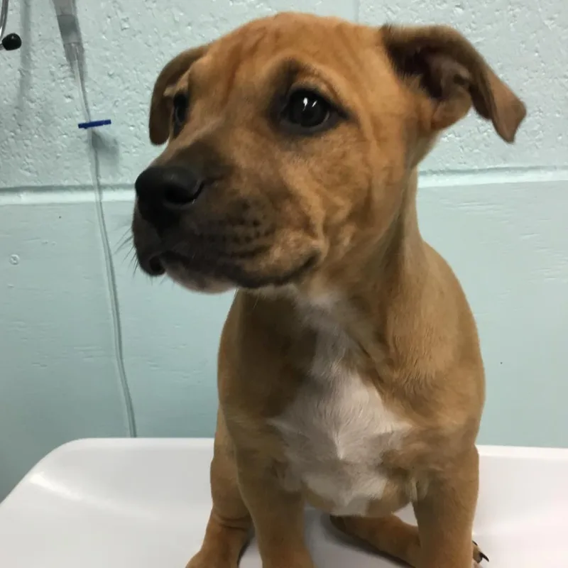 An adult medium-sized male Brown / Chocolate Pit Bull Terrier dog named Poochy for adoption in Abilene, TX