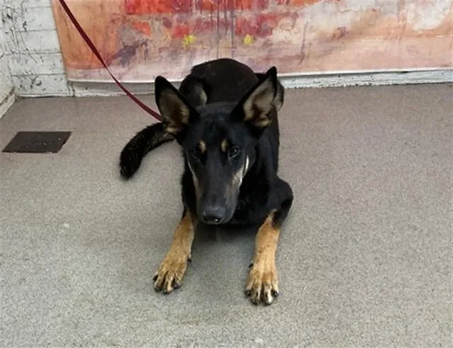 A young large-sized male German Shepherd Dog dog named Hank for adoption in San Bernardino, CA