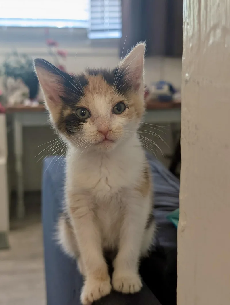 A baby small-sized female Domestic Short Hair cat named Peach Cobbler for adoption in Hillsborough, NC