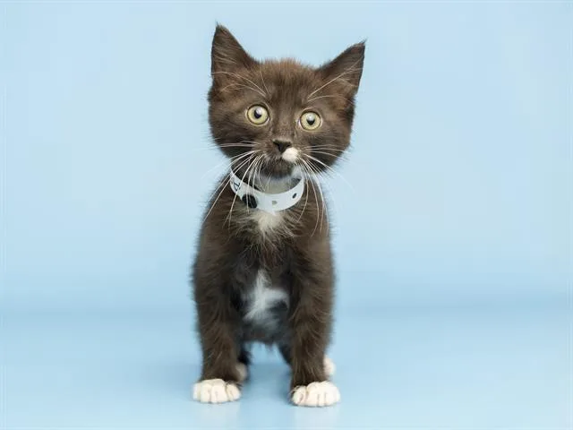 A baby small-sized female Domestic Short Hair cat named Poppy for adoption in Phoenix, AZ