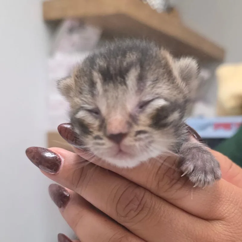 A baby small-sized female Brown / Chocolate Domestic Short Hair cat named Nugget for adoption in Buellton, CA