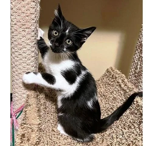 A baby medium-sized male Black & White / Tuxedo Domestic Short Hair cat named Poppy for adoption in Salt Lake City, UT