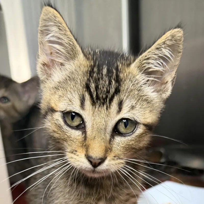 A baby small-sized male Domestic Short Hair cat named Cristiano for adoption in Los Angeles, CA