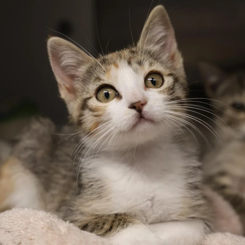 A baby small-sized female Torbie Domestic Short Hair cat named Goofy for adoption in Briarcliff Manor, NY