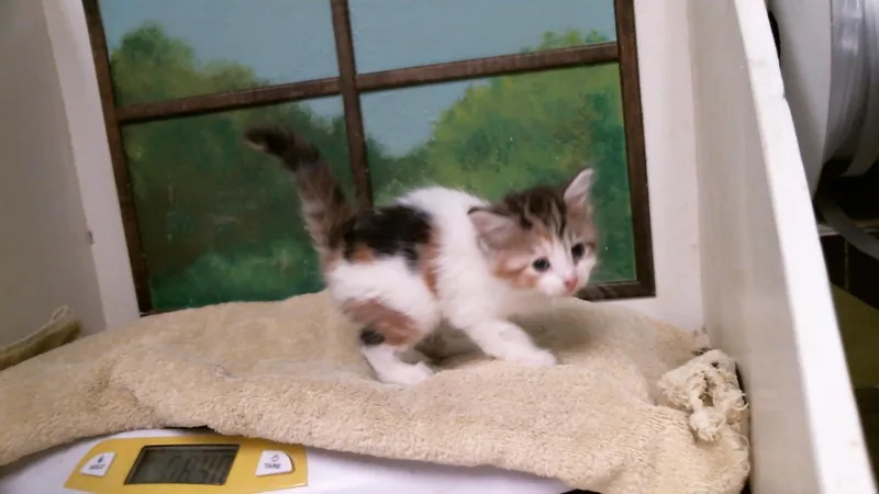 A baby small-sized female Domestic Short Hair cat named Darla for adoption in Houston, TX
