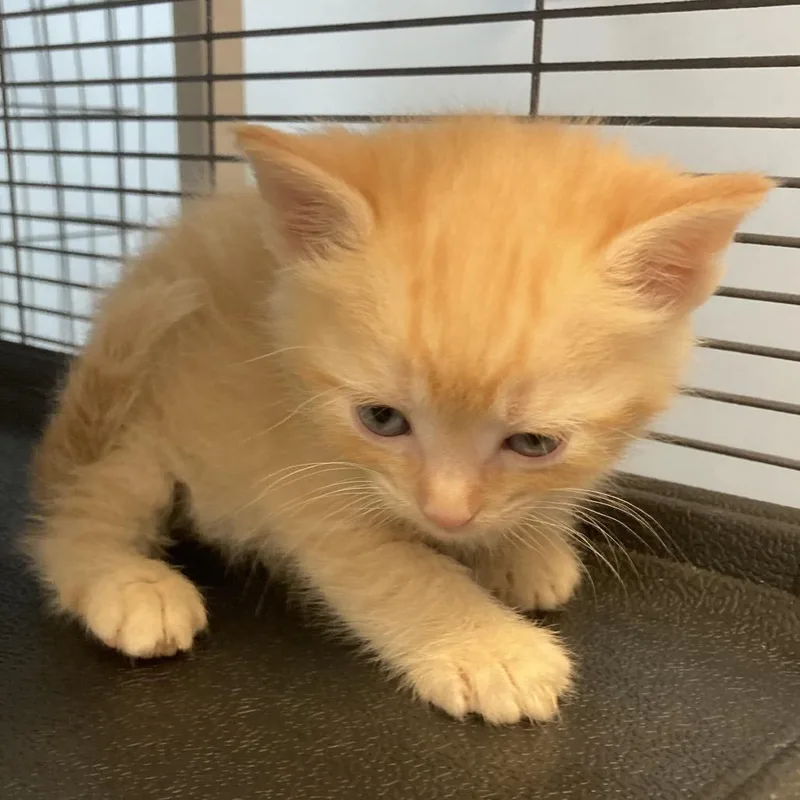 A baby small-sized male Domestic Short Hair cat named Kumquat for adoption in Portage, MI