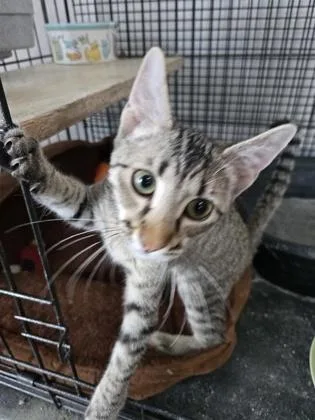 A young medium-sized female Domestic Short Hair cat named Galliano for adoption in River Ridge, LA