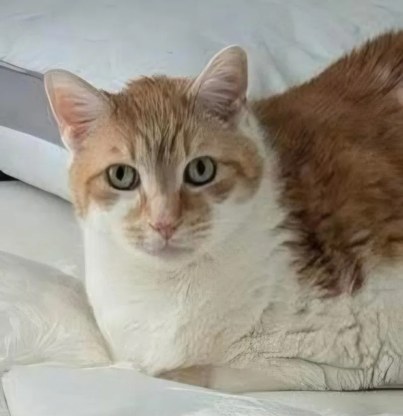 An adult large-sized male Orange & White Domestic Short Hair cat named W Danny Boy for adoption in Southbury, CT