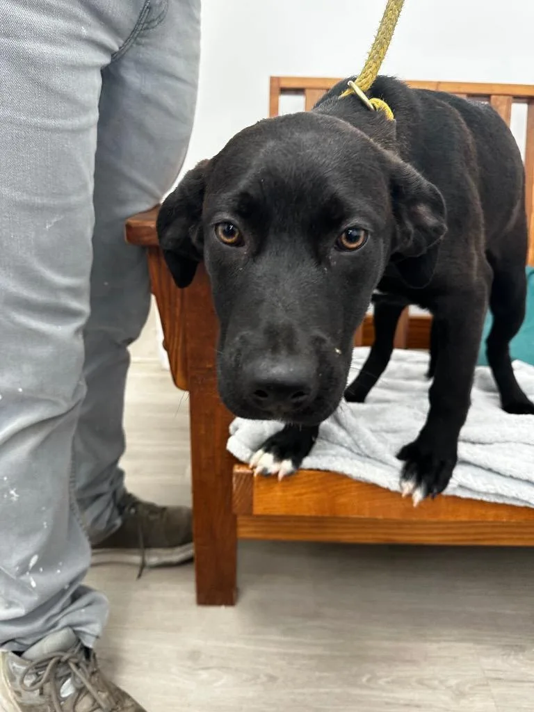 A baby medium-sized female Labrador Retriever dog named Donut for adoption in Cambridge, MD
