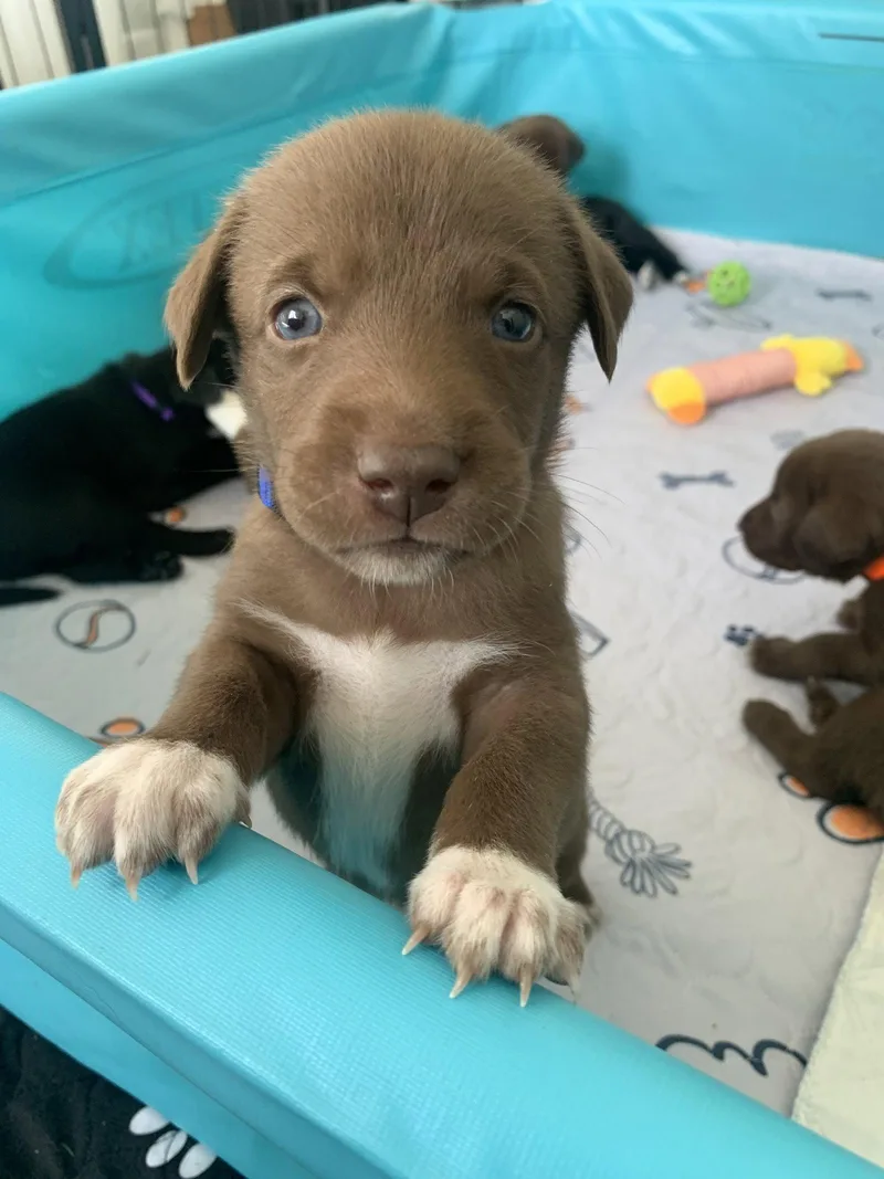A baby medium-sized female Labrador Retriever dog named Betty for adoption in Springville, NY