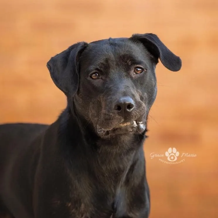 King Tut thumbnail 2