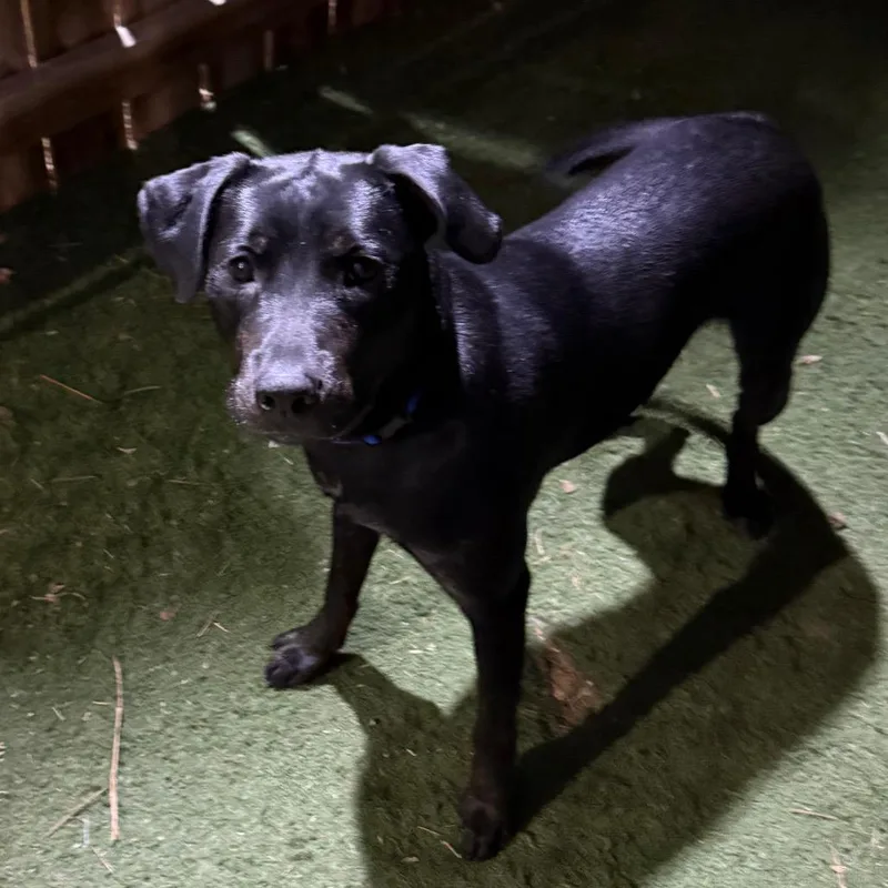 King Tut thumbnail 3