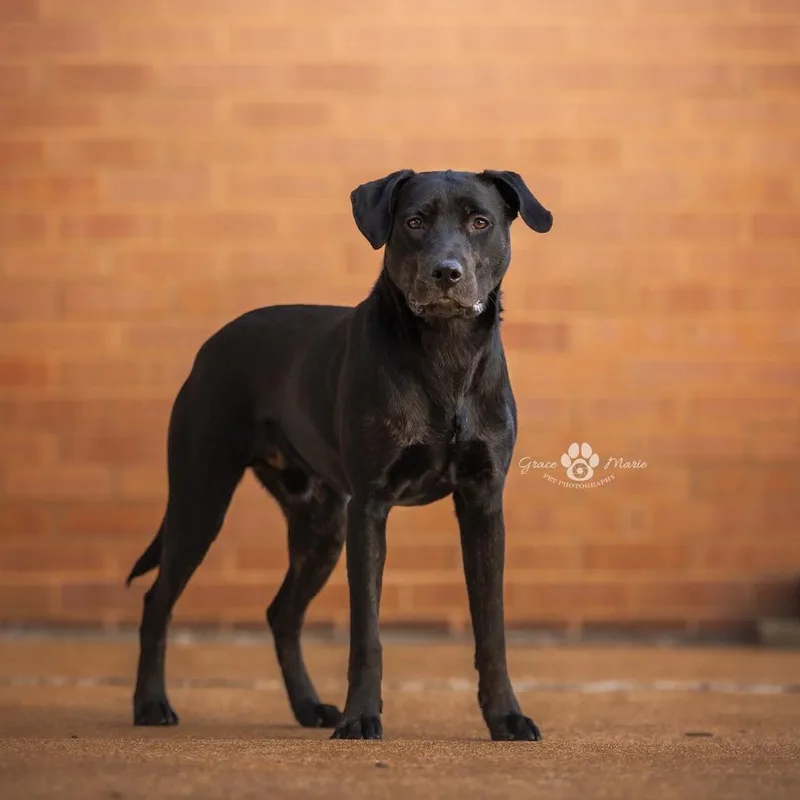 King Tut thumbnail 5