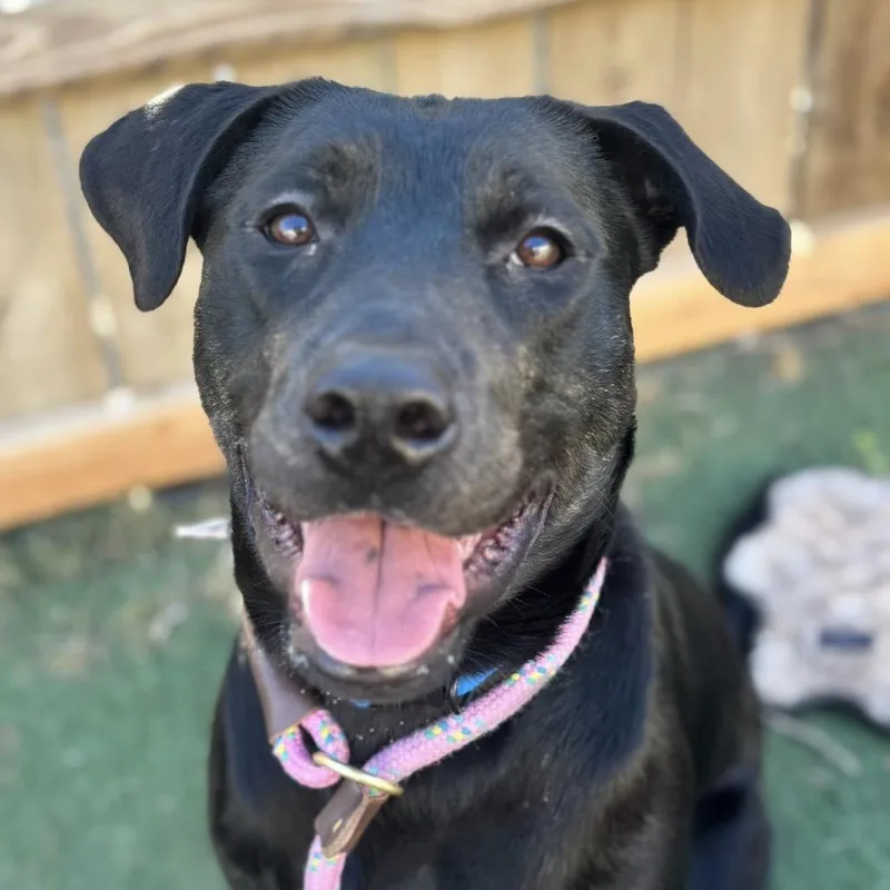 King Tut thumbnail 6