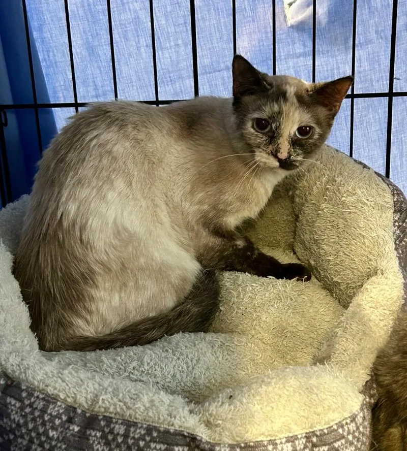 A young medium-sized female Siamese cat named Halo for adoption in Portland, IN