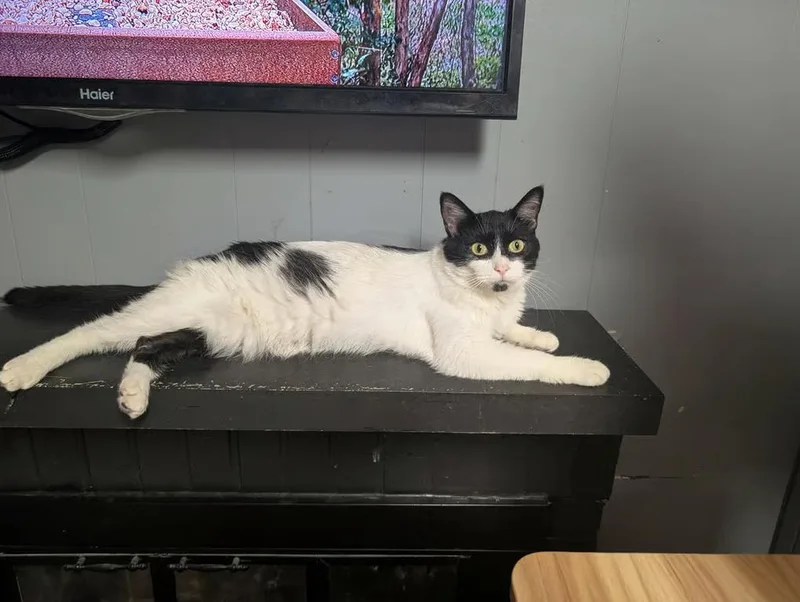 An adult medium-sized female Black & White / Tuxedo Domestic Short Hair cat named Ebony for adoption in Kalamazoo, MI