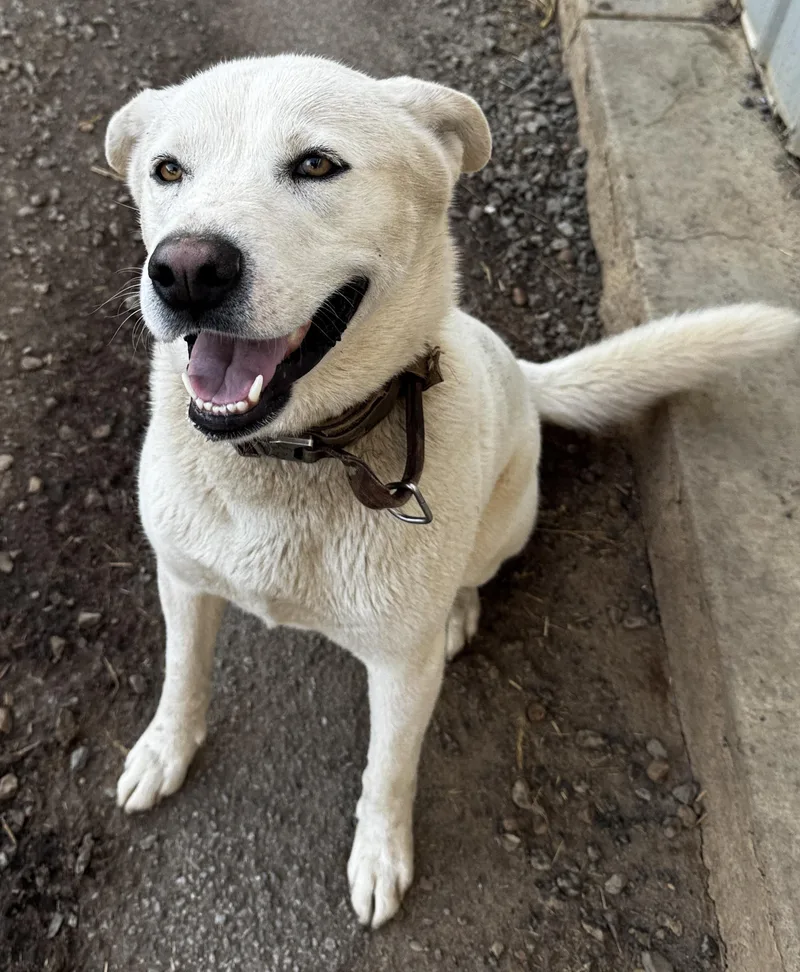 Blondi