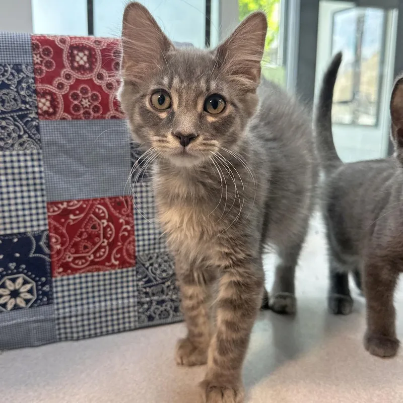 A baby small-sized male Gray / Blue / Silver Domestic Long Hair cat named Shadow for adoption in Hailey, ID
