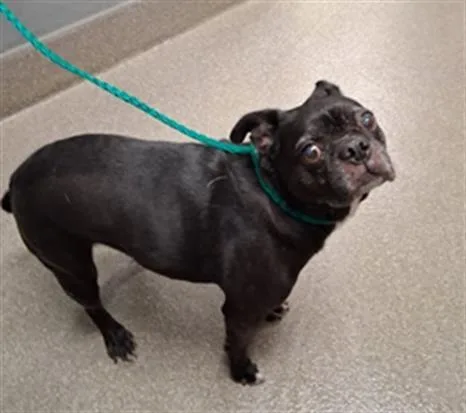A senior small-sized female Pug dog named Nabi for adoption in Las Vegas, NV