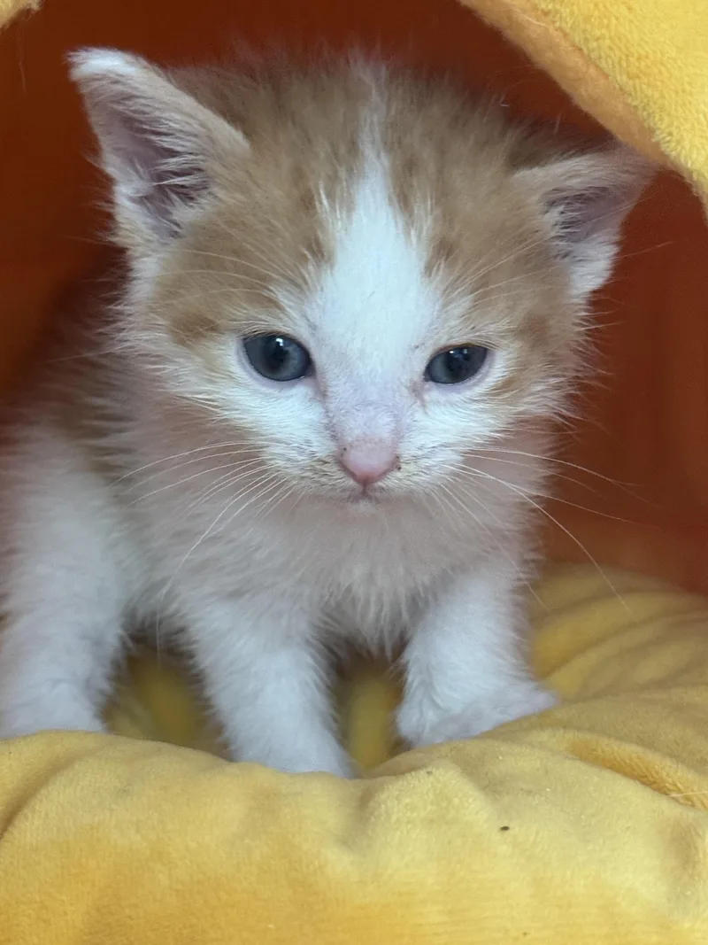 A baby medium-sized male Orange & White Domestic Short Hair cat named Monet for adoption in Houston, TX