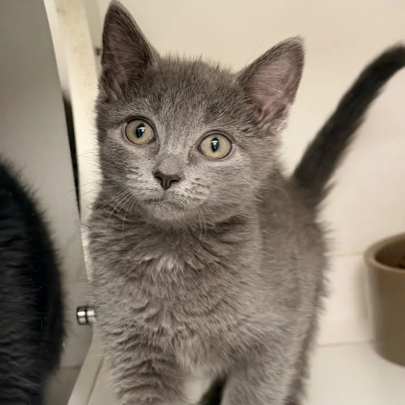 A baby small-sized female Gray / Blue / Silver Domestic Short Hair cat named Murial for adoption in Champaign, IL