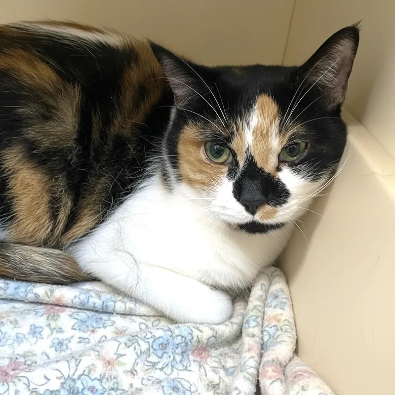 A senior medium-sized female Calico Domestic Short Hair cat named Patty for adoption in Elyria, OH