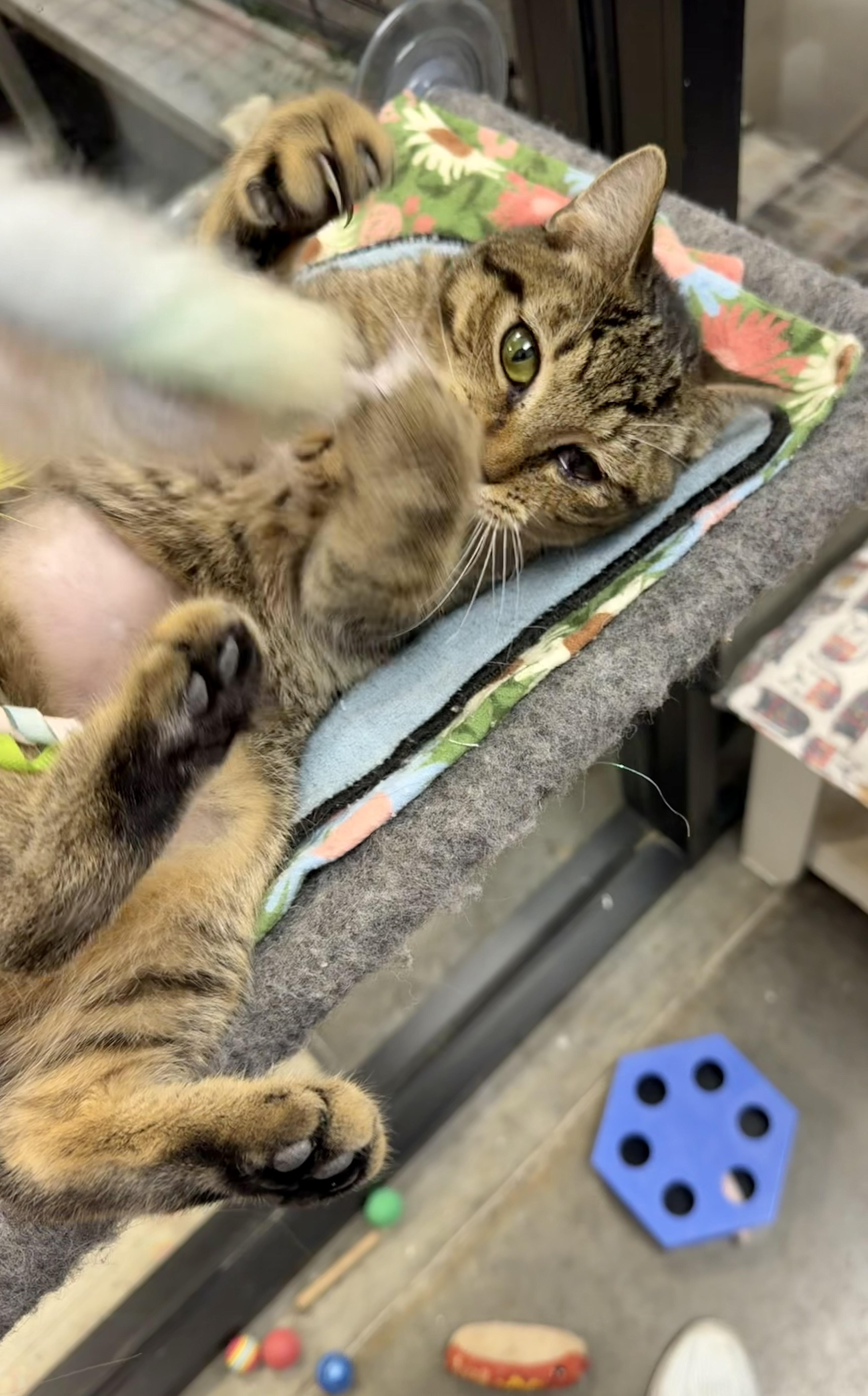A baby medium-sized female Tabby cat named Sheba for adoption in Rock Hill, SC