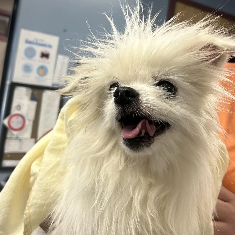 A senior small-sized male Yellow / Tan / Blond / Fawn Maltese dog named Abe for adoption in St Joseph, MO
