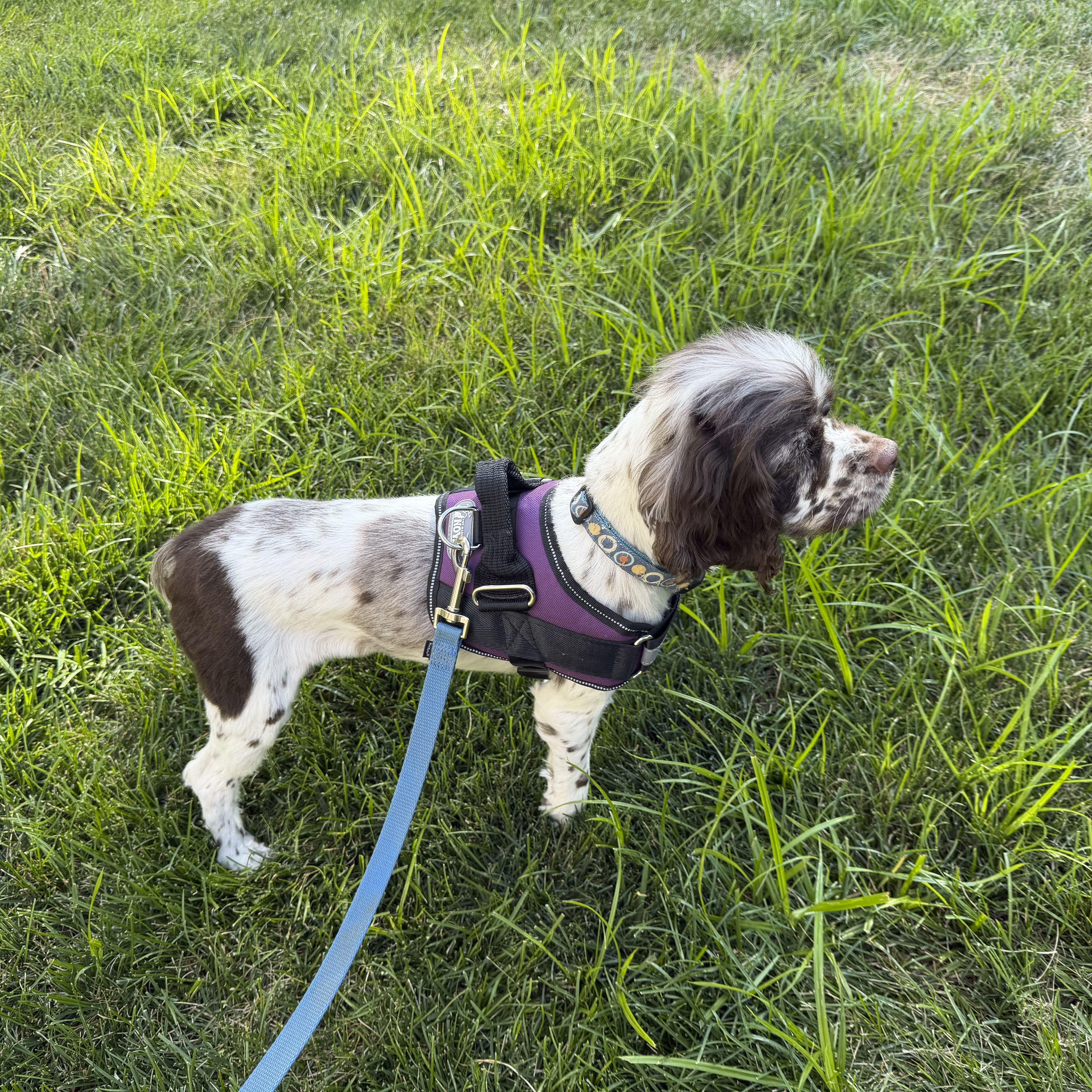 A young small-sized male Harlequin Cocker Spaniel dog named Perry for adoption in Omaha, NE