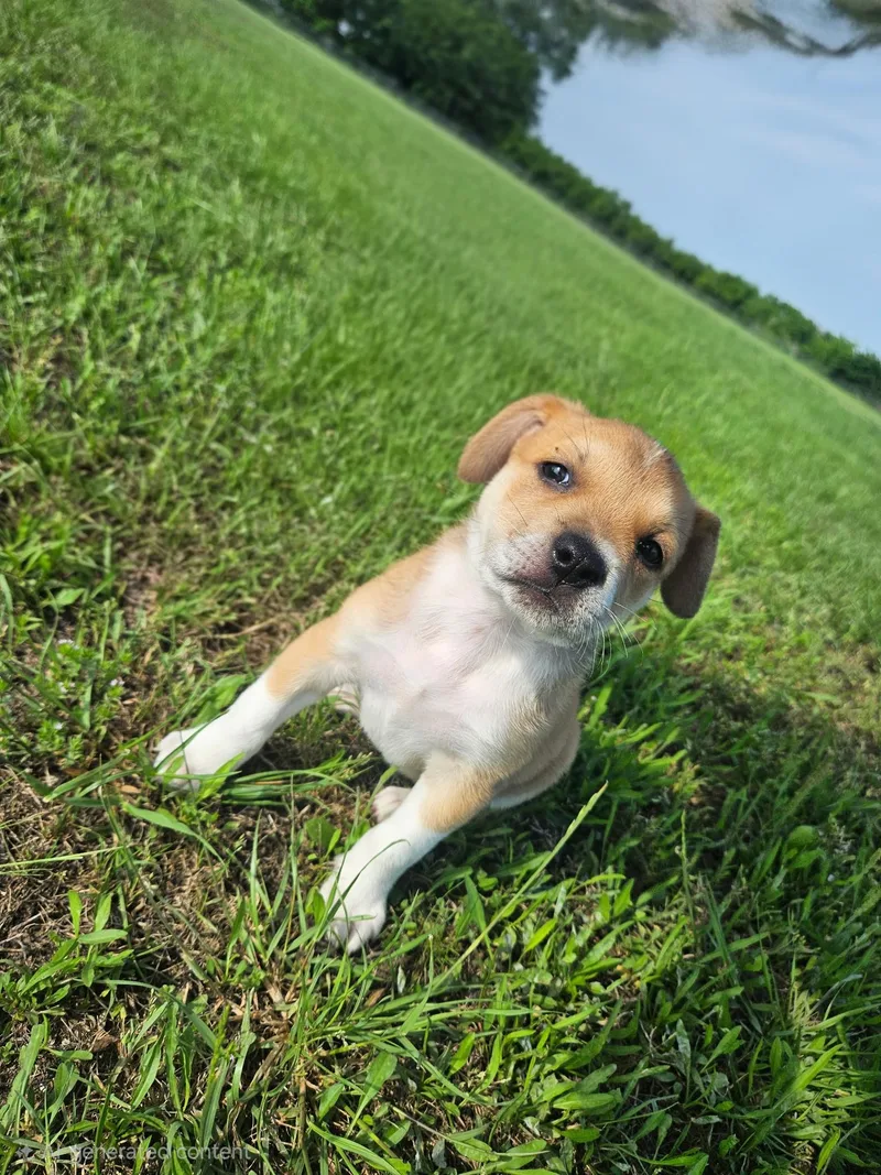 A baby medium-sized female Cattle Dog dog named Roxy for adoption in Plano, TX