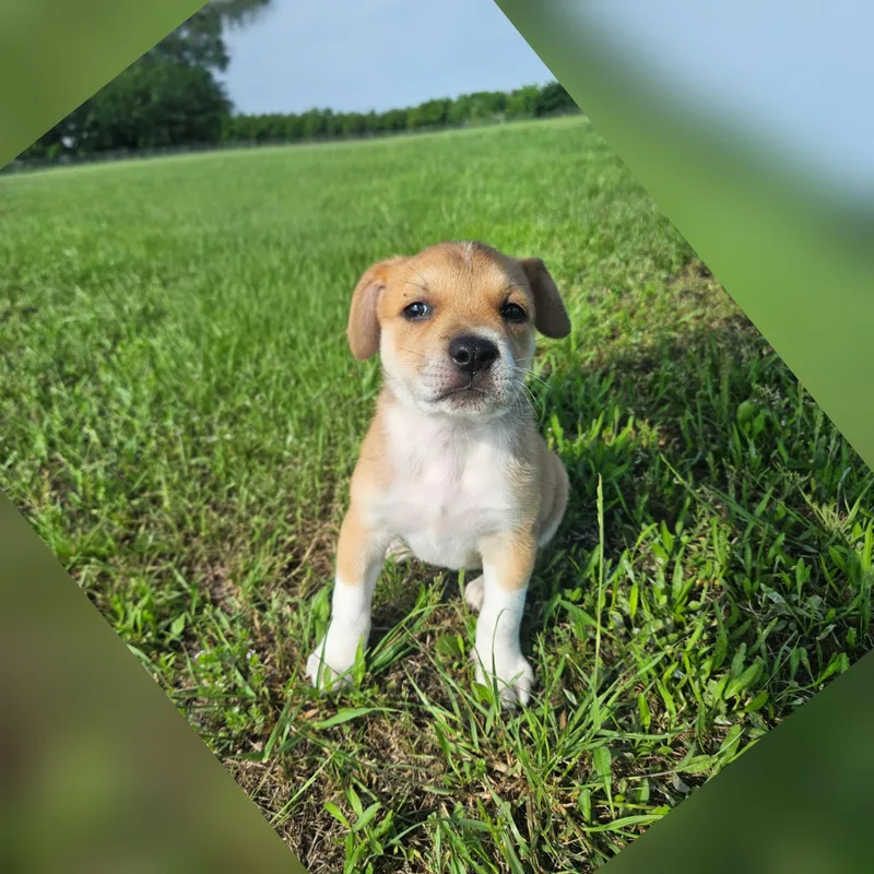 Roxy thumbnail 2