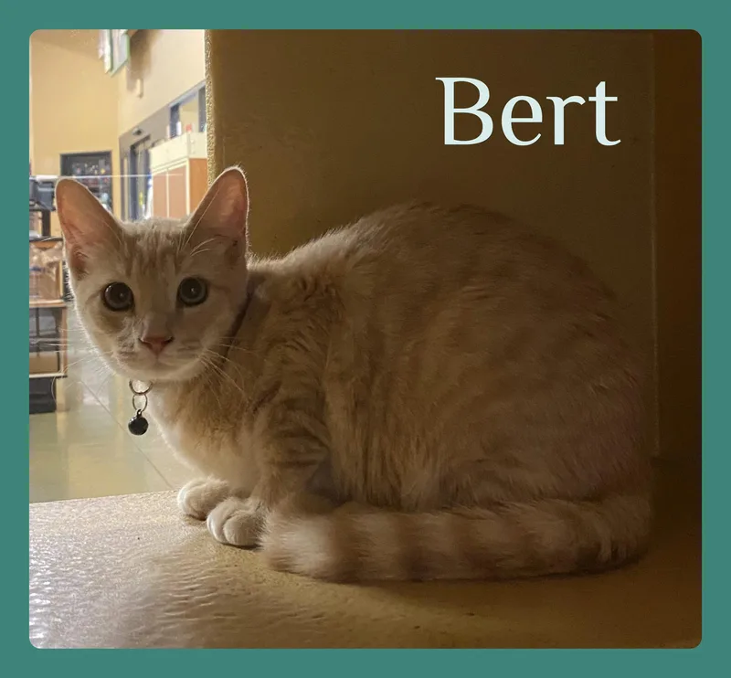 Bert