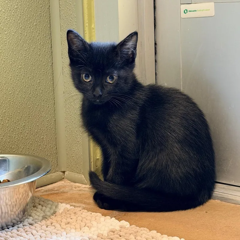 A baby small-sized male Black Domestic Short Hair cat named Flute for adoption in Kyle, TX