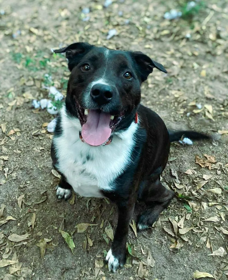 Hershey Aka Kain thumbnail 2