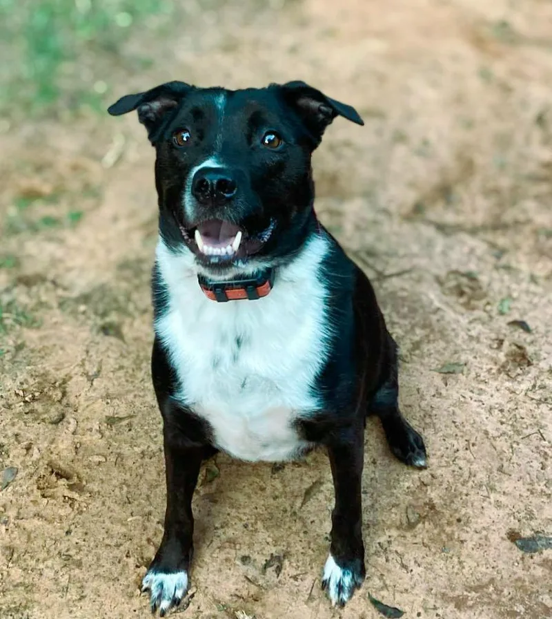 Hershey Aka Kain thumbnail 3