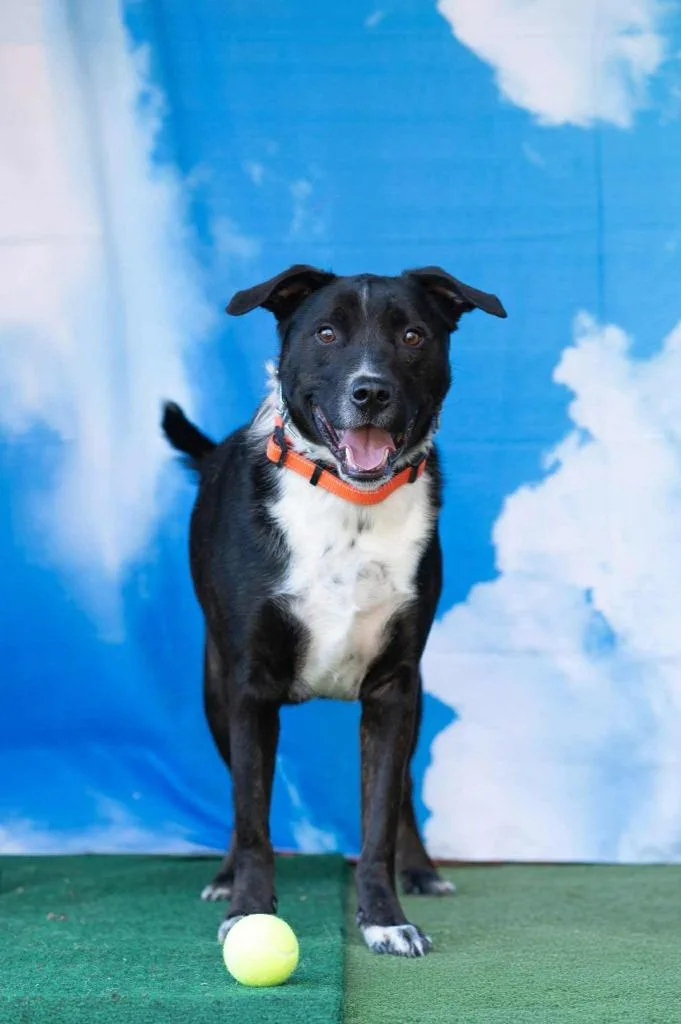 Hershey Aka Kain thumbnail 5