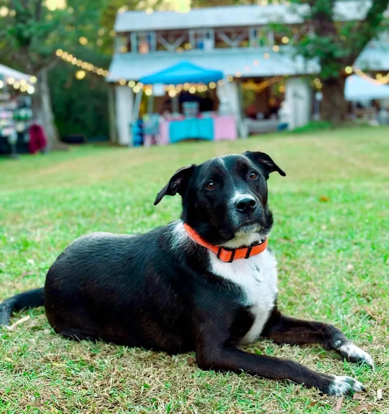 Hershey Aka Kain thumbnail 6